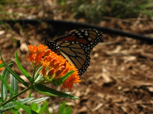 Close up 1 of Monarch